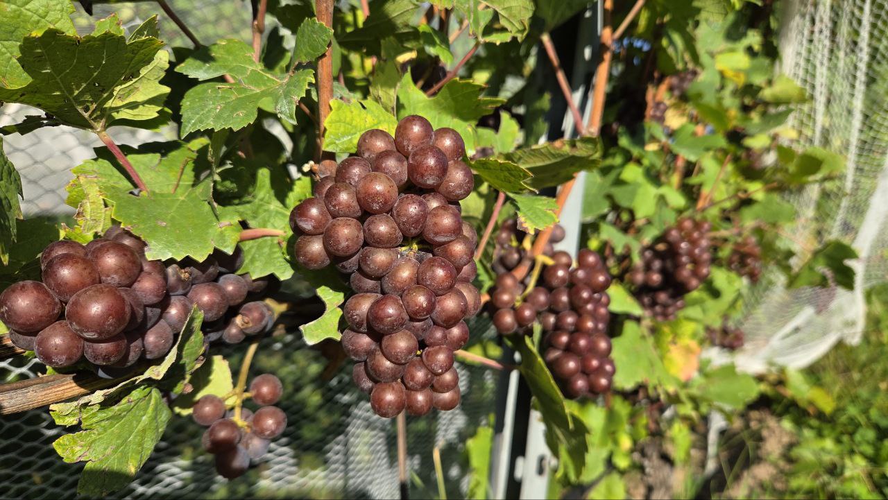  Pinot Gris grapes during the ripening period hanging from the vine.